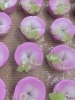 季節の上生菓子、朝顔「7月31日(月) 定休日です」