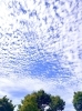 「そういえば昔は…【サニープレイス所沢・大樹の輪・花壇・花・晴天・青空・雲・ひつじ雲・ペット・安心・霊園・埼玉・所沢・樹木葬・永代供養墓】」