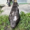 ペンギンの衣替え🐧