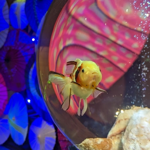 かわいい金魚がお出迎え「金魚和舞「あく和りうむ」（新川さくら館）に行ってきました！」