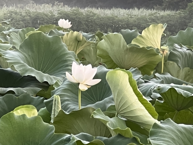 一度咲いた蓮の花は音が鳴らないそうです！「蓮の花は開花する瞬間、音が鳴る！？」