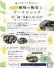 「「ヴァンベール」による植物の販売とワークショップ」