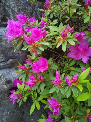 「今年はツツジの花キレイです♡」