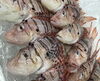 「魚魚市場鮮魚コーナーおすすめは「ミノカサゴ」です♪」