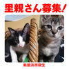 「【新居浜市】里親募集のお知らせ！」