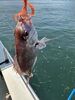 小さめの鯛「【新入社員放浪日記】遊漁船 斗海 🎣爆釣祭り🐟」