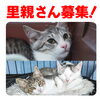 「【新居浜市】里親募集のお知らせ！」