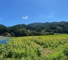 児玉さんち（国道から見ると🌻の後ろ姿）「千屋方面のひまわり🌻を編集長が撮ってきてくれました」