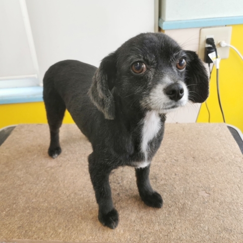 「【☆★今日のわんこより★☆】豊平区月寒東のトリミングショップ【犬の床屋さんちゃいるどっく】信頼のクオリティを提供！安い価格設定！人気のオプション歯みがき、炭酸泉浴など！ご自宅では難しい爪切りもお任せください！予約制で夜間営業も！」