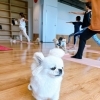 【北総線】犬の飼い主ママさん必見！夏から始めるヨガは犬も一緒に運動不足解消へ！
