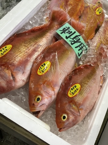 「魚魚市場鮮魚コーナーおすすめは「赤イサキ」です♪」