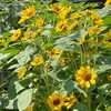 ひまわり🌻「お盆休み」