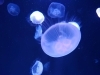 ゆらゆらゆっくり、クラゲさん「お天気、大変な日本」