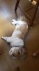 実家の愛犬も猛暑でぐったり。「～夏季休暇のお知らせ～【まいぷれ・西京区・南区・編集部】」