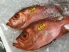 「魚魚市場鮮魚コーナーおすすめは「チカメキントキ」です♪」