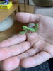 ハラビロカマキリ　かわいいね「小学生対象　塾でもあり学童でもある　ミネルヴァこども学院　今日のミネルヴァ」
