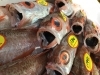「魚魚市場鮮魚コーナーおすすめは「のどぐろ・エビスダイ」です♪」