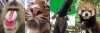 当園の動物たち「「宮崎県民感謝月間」9月に実施！！」