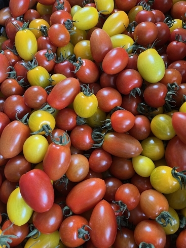 キラキラ宝石みたいなミニトマトです✨「ミニトマトたくさん収穫できています！【北広島カフェ】【北広島直売所】」