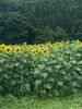 「〜夏のお花〜」