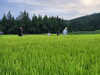 「田んぼの水を入れに！」