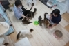 みんな嬉しいおやつの時間。「猫カフェ ニケミンハウス 猫のおやつタイムにご参加いただけます【入間市・猫カフェ・ポイントカード・おやつタイム・保護猫・譲渡・ペット保険・猫・相談・子猫・ラグドール・ノルウェージャン・マンチカン・アメショー・スコティッシュ・三毛猫・黒猫】」