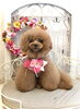 もん太くん「わんこと秋桜　🐾」