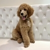 スタンダードプードル子犬のご家族募集中