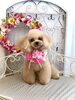 はなちゃん「わんこと秋桜」