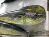 「魚魚市場鮮魚コーナーおすすめは「ヒオウギ貝」です♪」