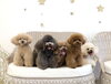 ハッピー♡リリー♡チャコ♡くま♡Ａきなこ「ましゅまろ幼稚園🐶」