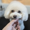 《 今日のトリミング 》 トイプードル 【 石狩市 花川南 ドッグサロン Timのいえ 】   