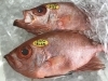 「魚魚市場鮮魚コーナーおすすめは「チカメキントキ」です♪」
