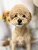 「9月10月お休みご案内★新潟市犬の保育園♪犬のトリミングHappyTail」