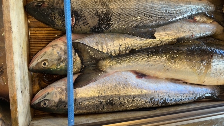 「「秋鮭」はじまります♪　鮭メス・生筋子　【石狩で海の幸をリーズナブルな価格で販売・石狩番屋の生鮮市場】」
