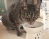 いつもと同じ雰囲気でお食事したいもんね〜メルちゃん「リビングは大切なテリトリー!」