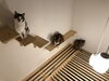キャットウォーク「＊部屋の中でキャットウォークを設置する５つのステップ＊【神戸市西区 リフォーム 便利屋】」