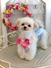 くまくん「わんこと秋桜🐾」