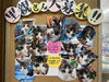 「子猫里親さん募集のお知らせ」