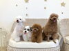 ペチくん♡アモルくん♡くまくん♡ネムくん「ましゅまろ幼稚園🐶」