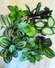 「観葉植物入荷しました」