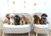 ららちゃん♡るるちゃん♡リリーちゃん♡Ｇroくん「ましゅまろ幼稚園🐾お友達たくさんDAY🐶🐶🐶🐶🐶」