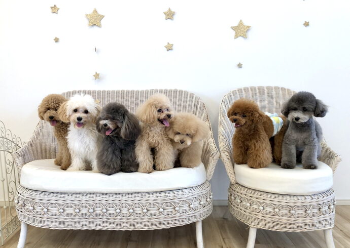 ららちゃん♡るるちゃん♡リリーちゃん♡Groくん「ましゅまろ幼稚園🐾お友達たくさんDAY🐶🐶🐶🐶🐶」
