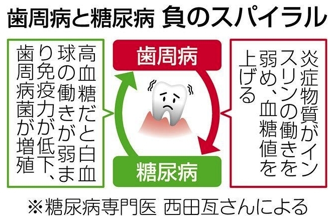 出展:東京新聞「歯周病が全身の病気を引き起こすって本当？  フェアリ歯科です」