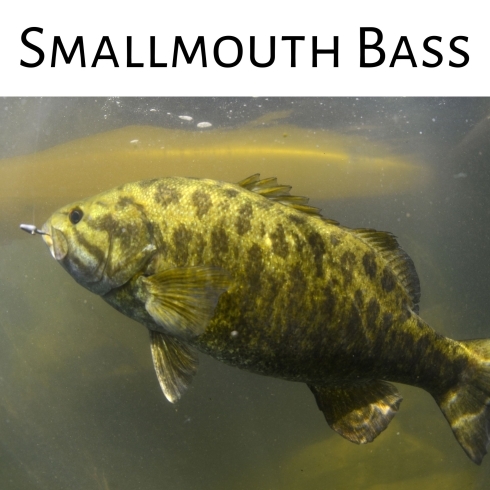Smallmouth Bass「Teacher'sコーナー159号 Smallmouth Bass【千葉のならいごと　英会話スクール】」