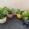 「♡かわいい観葉植物入荷♡」