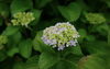 「花壇に紫陽花の花が咲き始めました！」