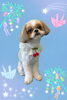 「Dog salon mofu mofu　余市町」