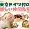 東京ドイツ村に3匹のこぶたが仲間入り♪