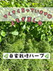 「すくすく育っています　よもぎ蒸し用　自家栽培ハーブ」